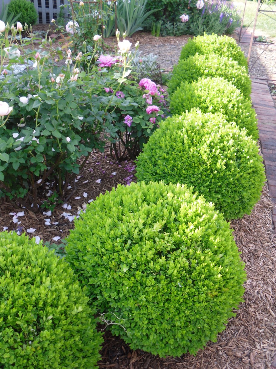 Туя Тедди и Даника