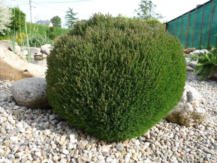 Туя Thuja occidentalis Teddy