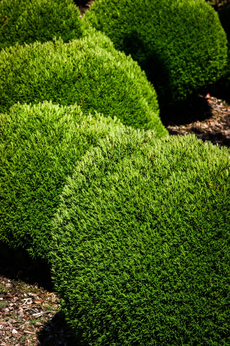 Туя Западная Teddy