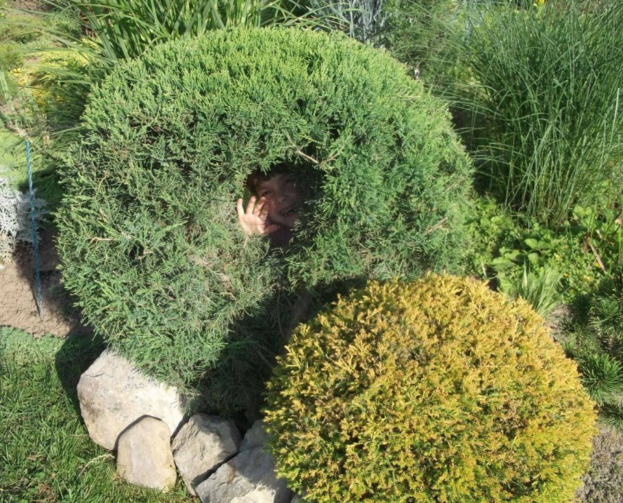 Туя шаровидная Тедди