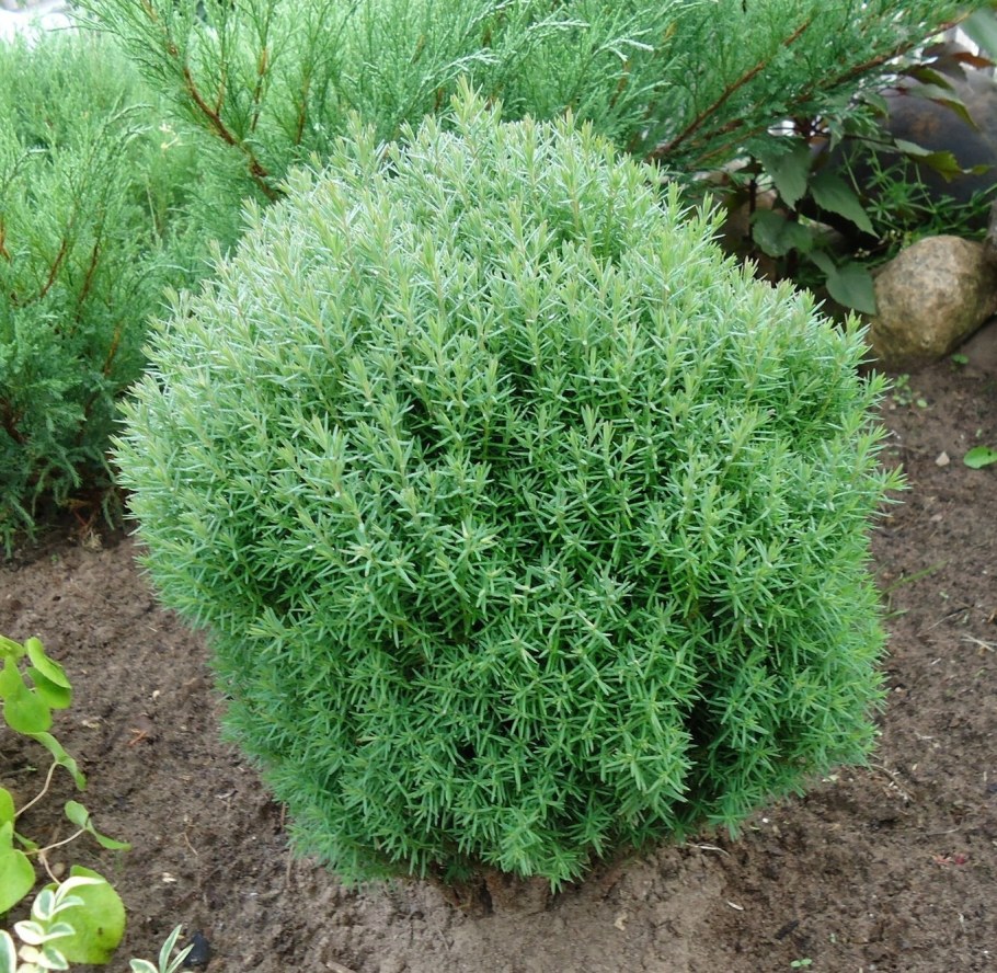 Туя Западная Teddy