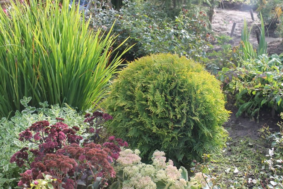 Туя Западная Голден Глобе