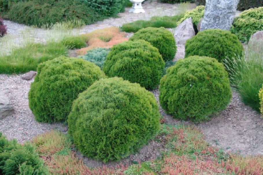 Туя Западная Даника