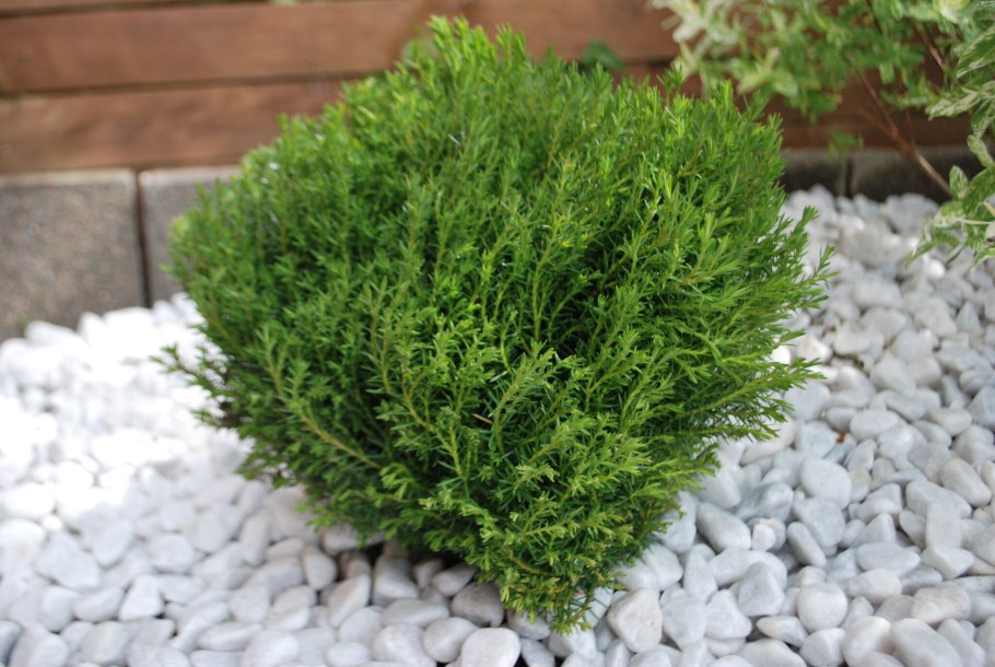 Туя Thuja occidentalis Teddy