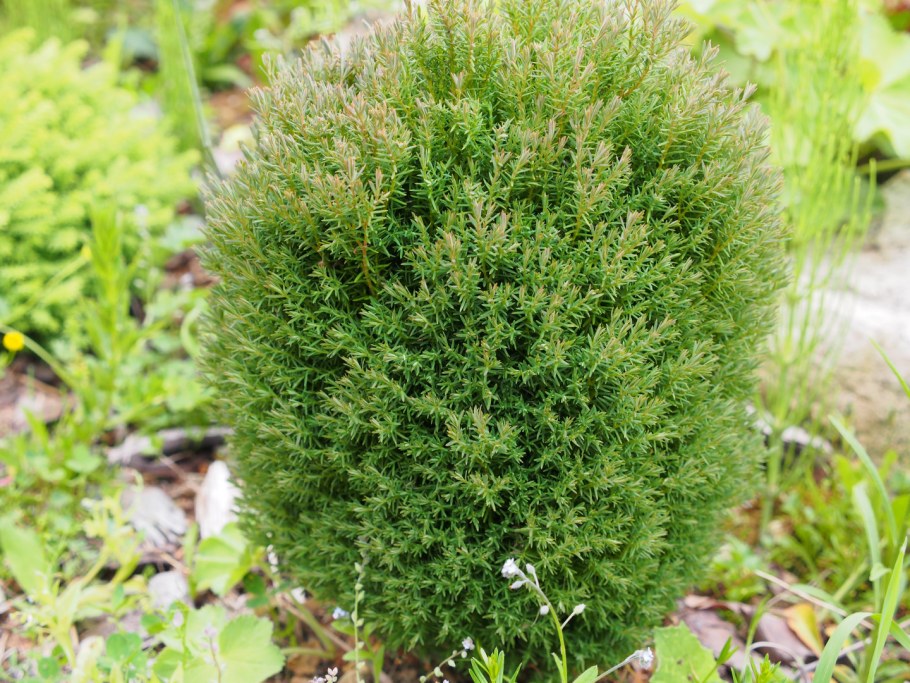 Туя Западная Teddy Thúja occidentális