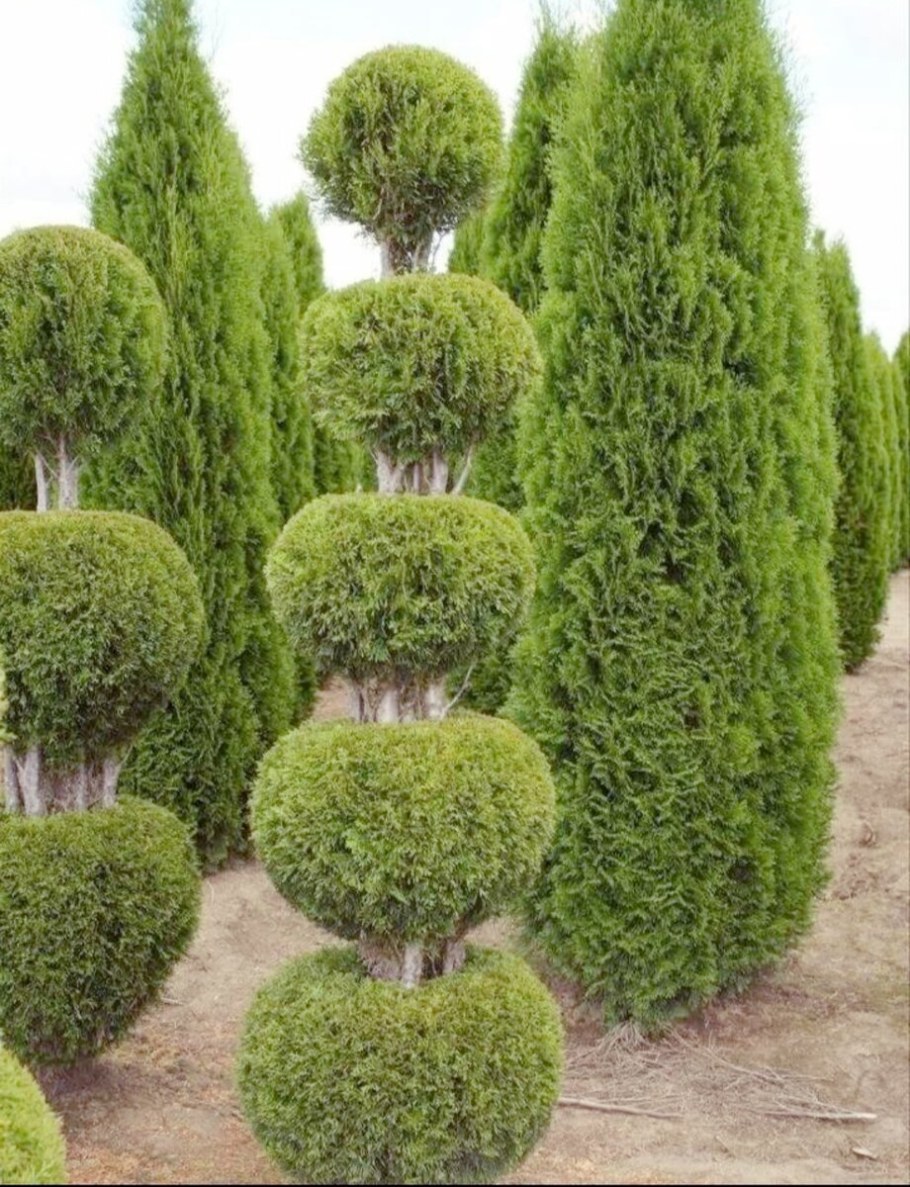 Туя Западная Брабант стрижка