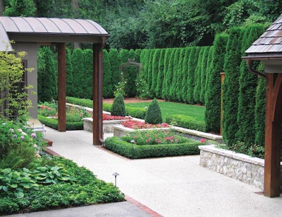 Хвойники для живой изгороди