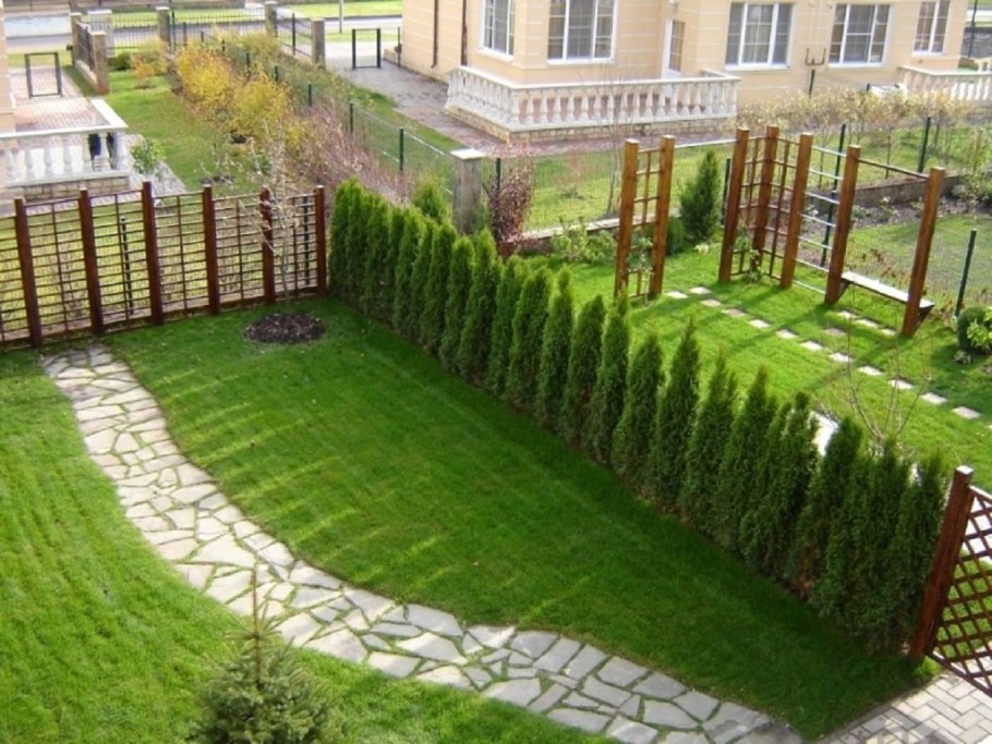 Туя Тини тим Живая изгородь