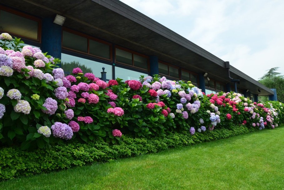 Гортензия древовидная Аннабель изгородь