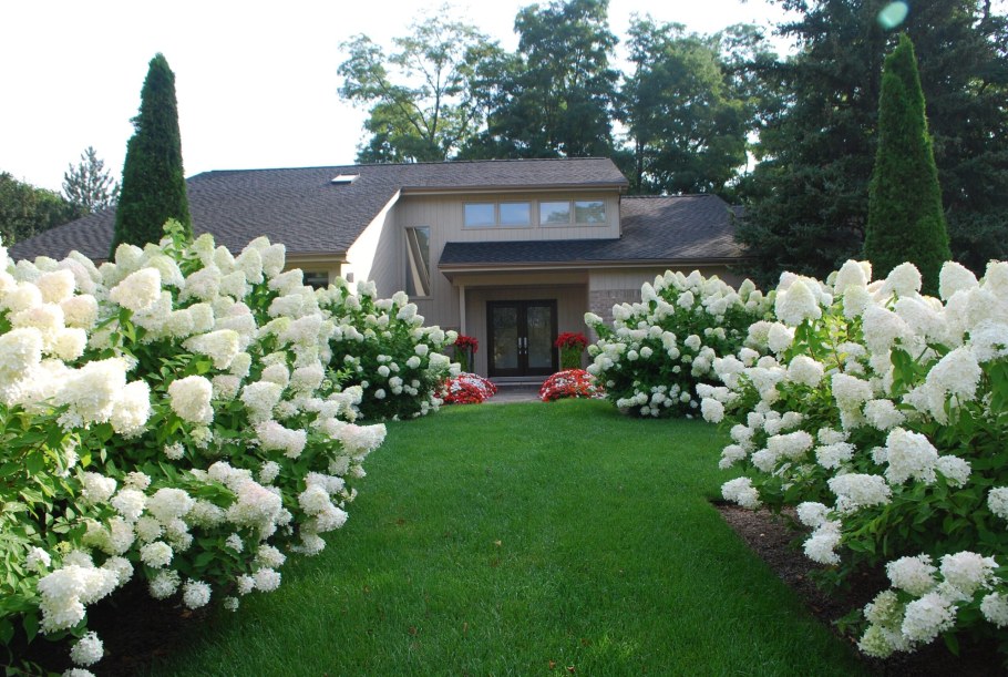 Гортензия метельчатая Лаймлайт