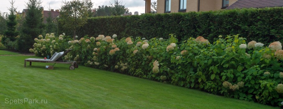 Гортензия древовидная Аннабель изгородь