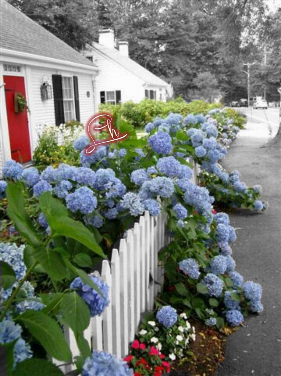 Гортензия черешковая