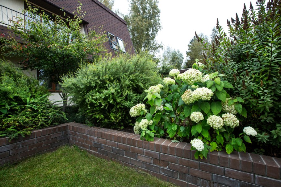 Гортензия древовидная Аннабель изгородь