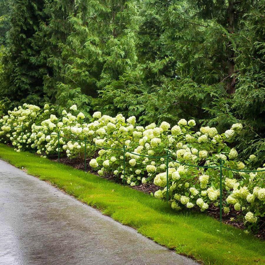 Спирея Лаймлайт