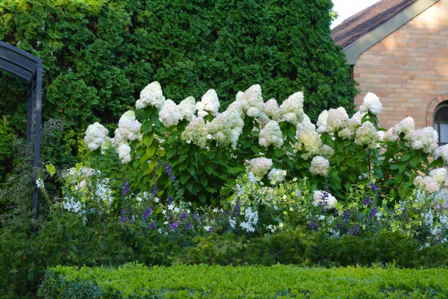 Гортензия метельчатая Лаймлайт