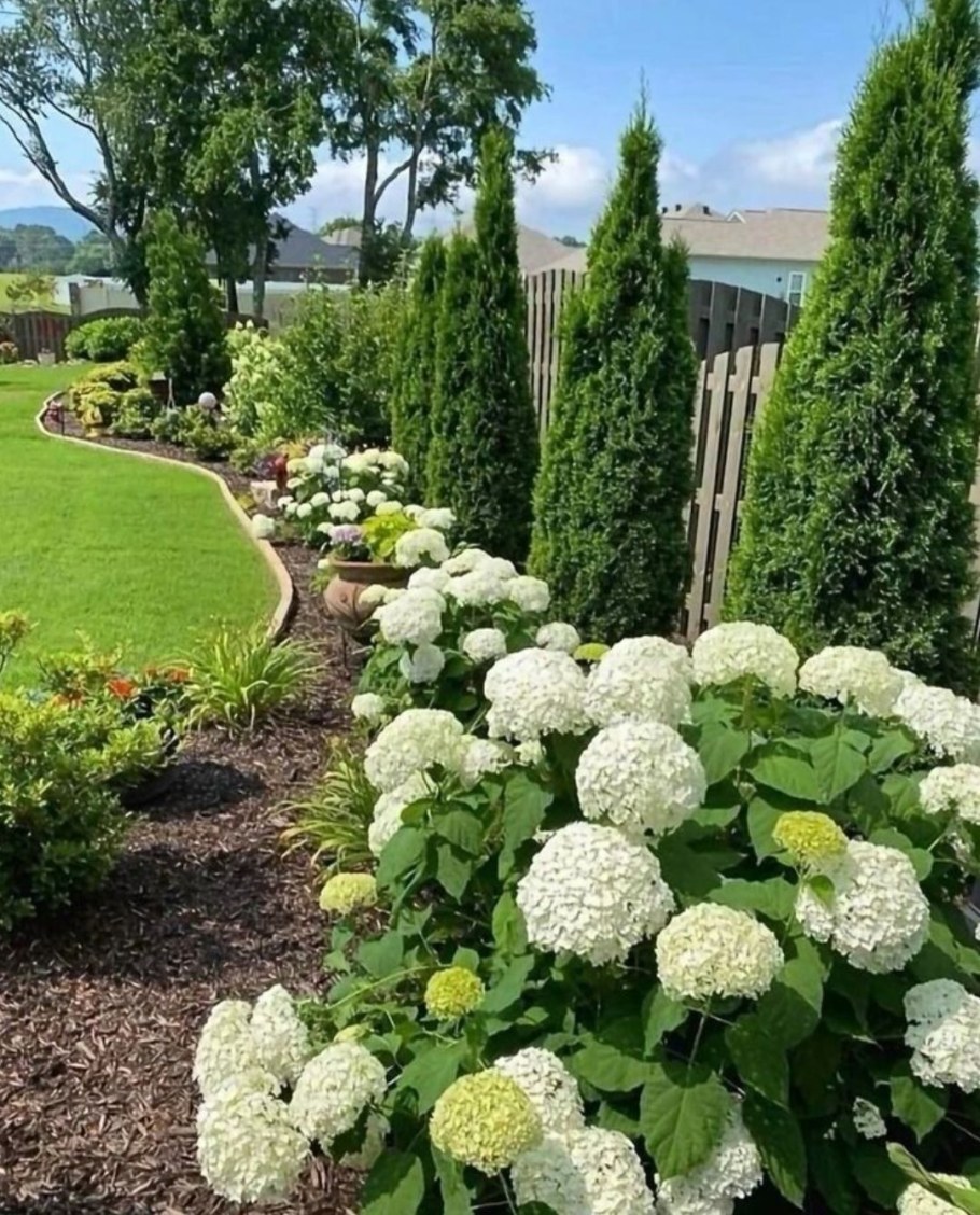 Туи и гортензии вдоль забора