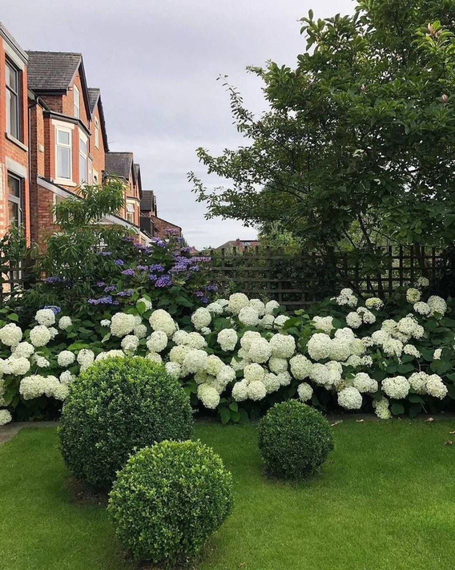 Гортензия метельчатая вдоль забора