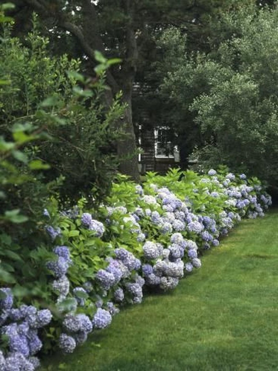 Пузыреплодник дерен миксбордер