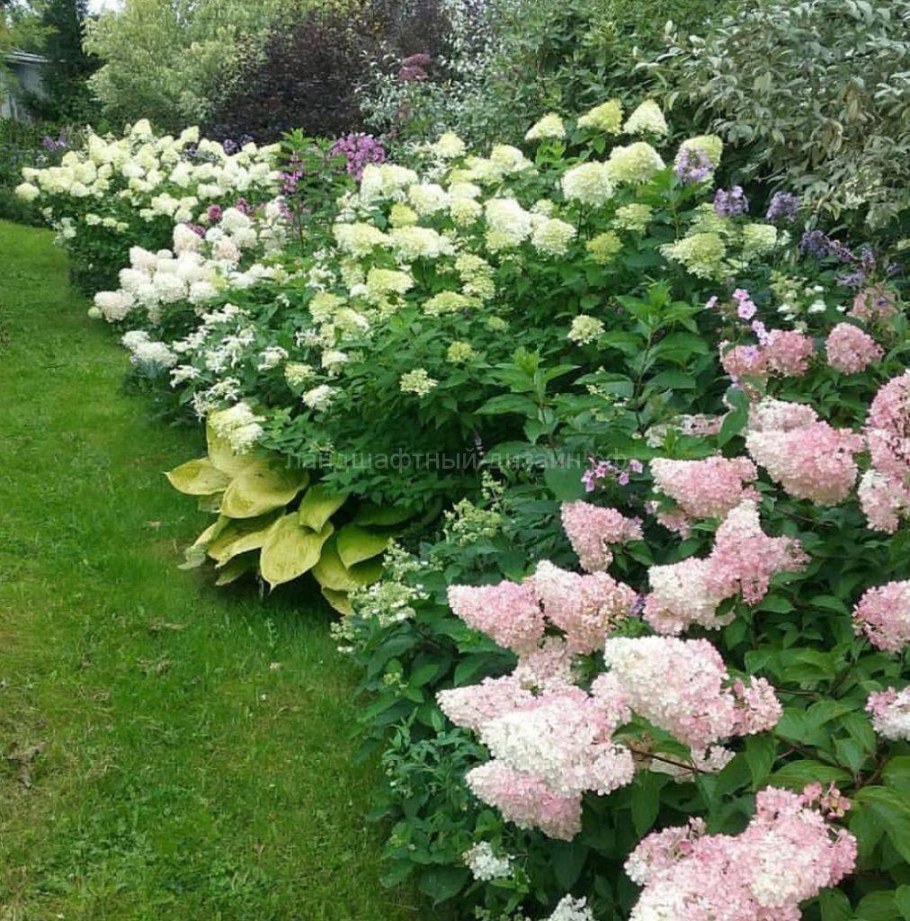 Гортензия Ванилла Фрейз