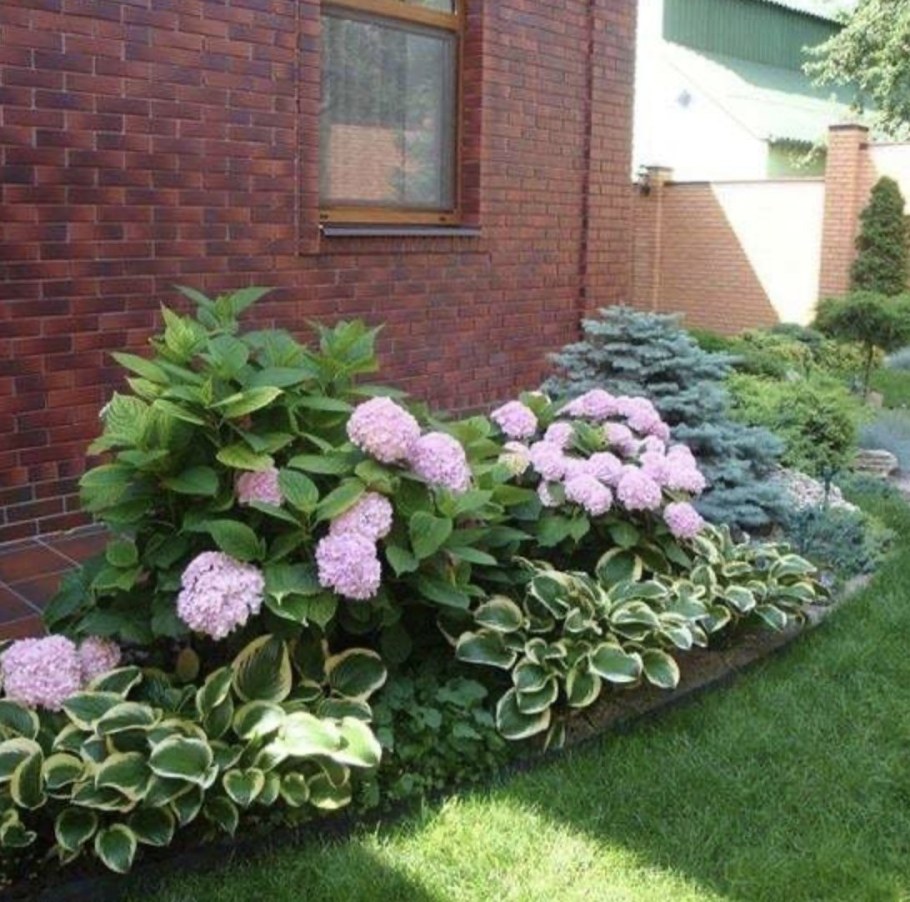 Гортензия и спирея