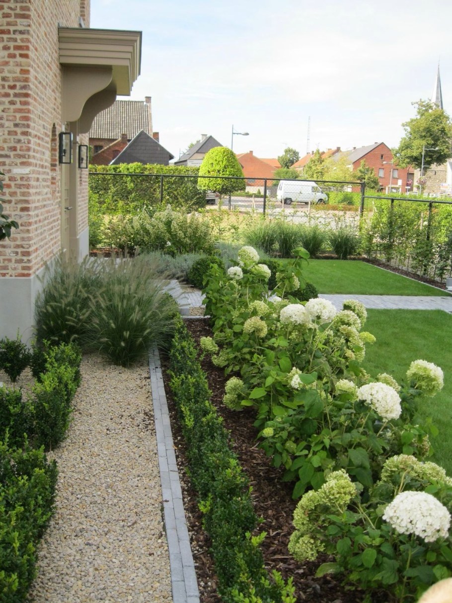 Гортензия метельчатая с хвойниками