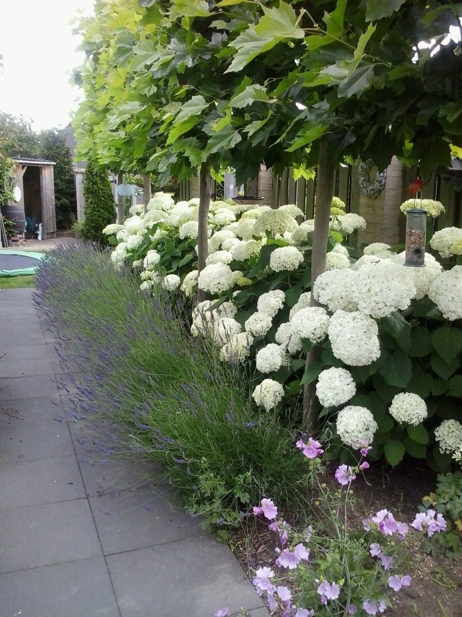 Гортензия Лаймлайт Живая изгородь