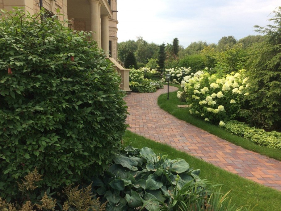 Дерен и туя в живой изгороди