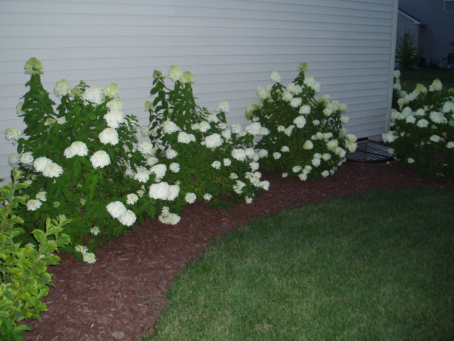 Гортензия Лаймлайт изгородь