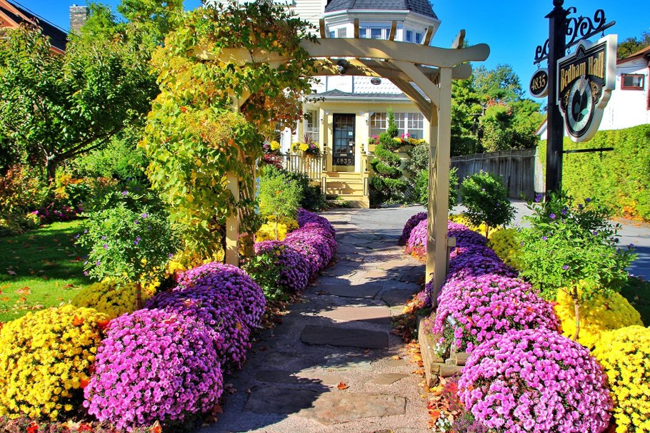 Хризантемы мультифлора в ландшафтном