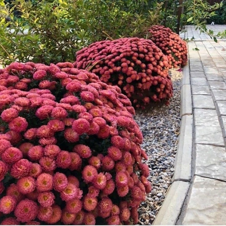 Хризантема мультифлора микс