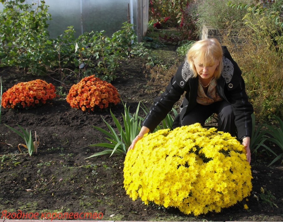 Хризантема мультифлора шаровидная клумба голубая