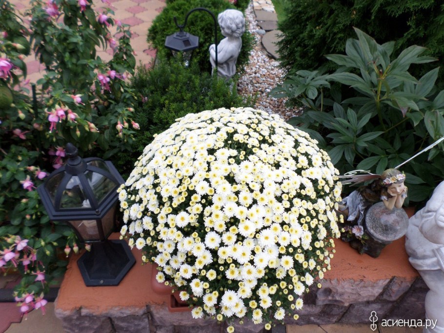 Астра мультифлора шаровидная