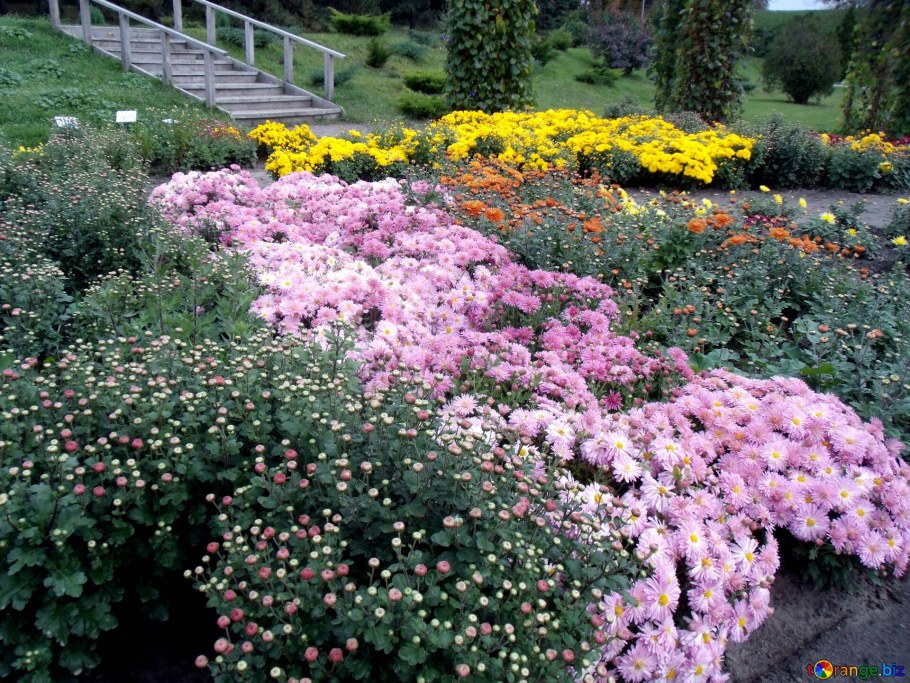 Астра мультифлора шаровидная
