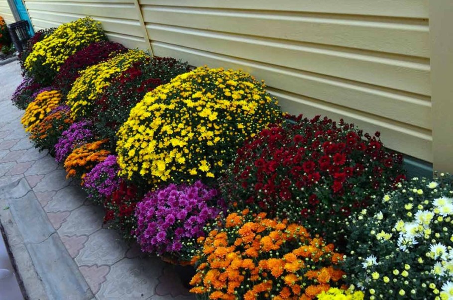 Петунии, лобелия, алиссум