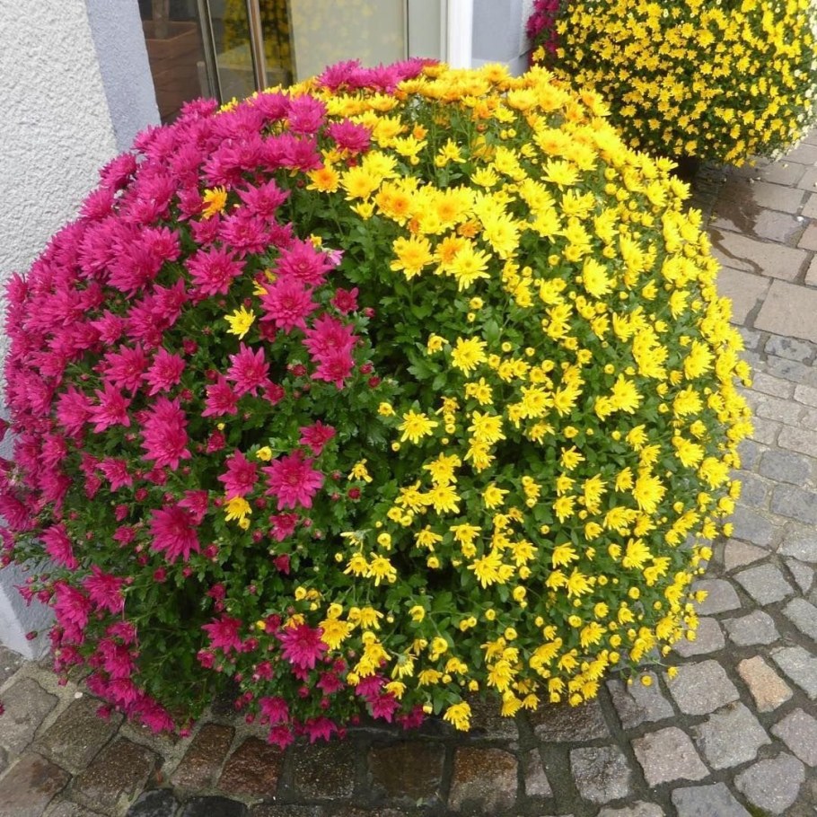 Ампельная Хризантема мультифлора