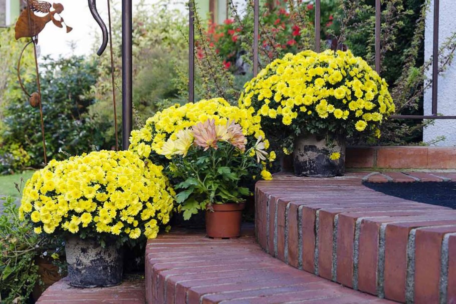 Хризантема мультифлора в горшке