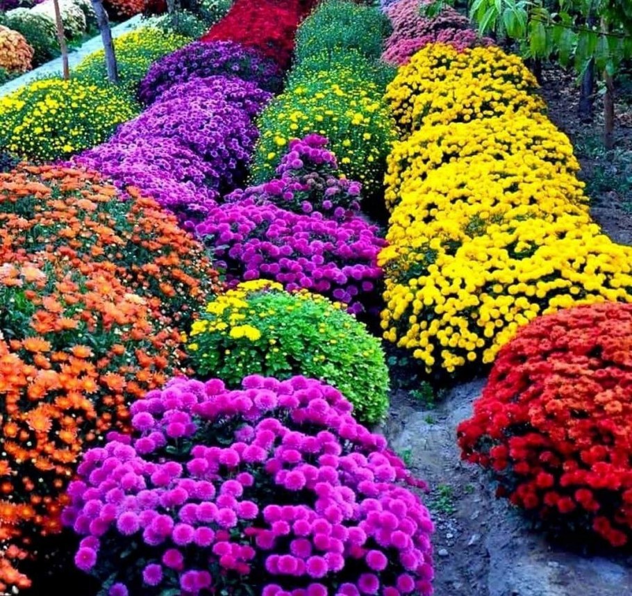 Хризантема мультифлора микс