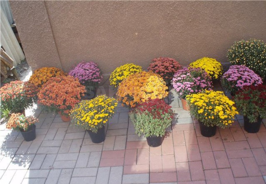 Хризантема шаровидная Садовая