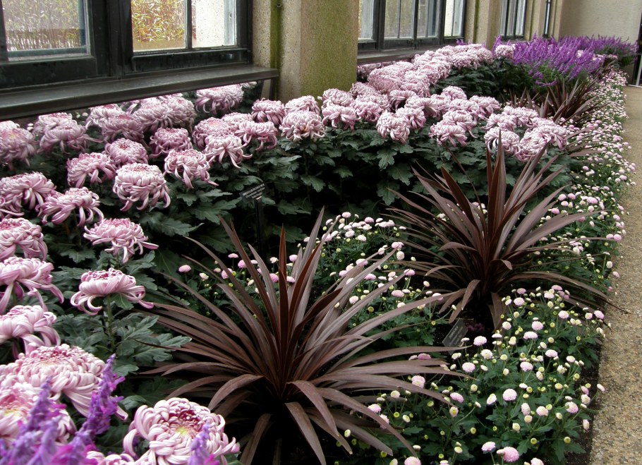 Хризантемы мультифлора в ландшафтном