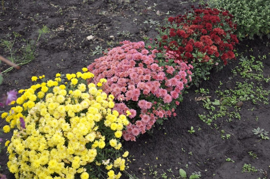 Хризантема мультифлора Мишель