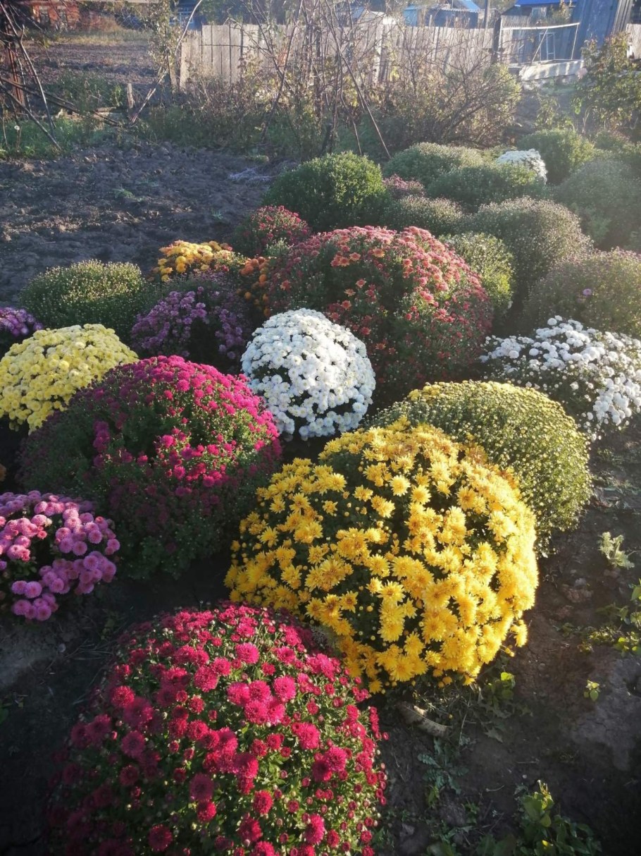 Хризантема мультифлора зеленая