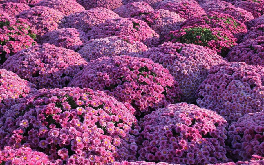 Хризантема мультифлора Мишель