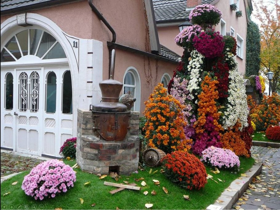 Хризантемы в ландшафте сада