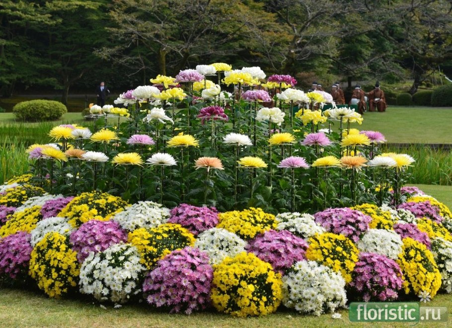 Хризантемы низкорослые шаровидные