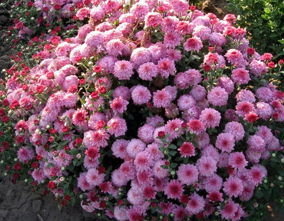 Хризантема мультифлора Brancrown