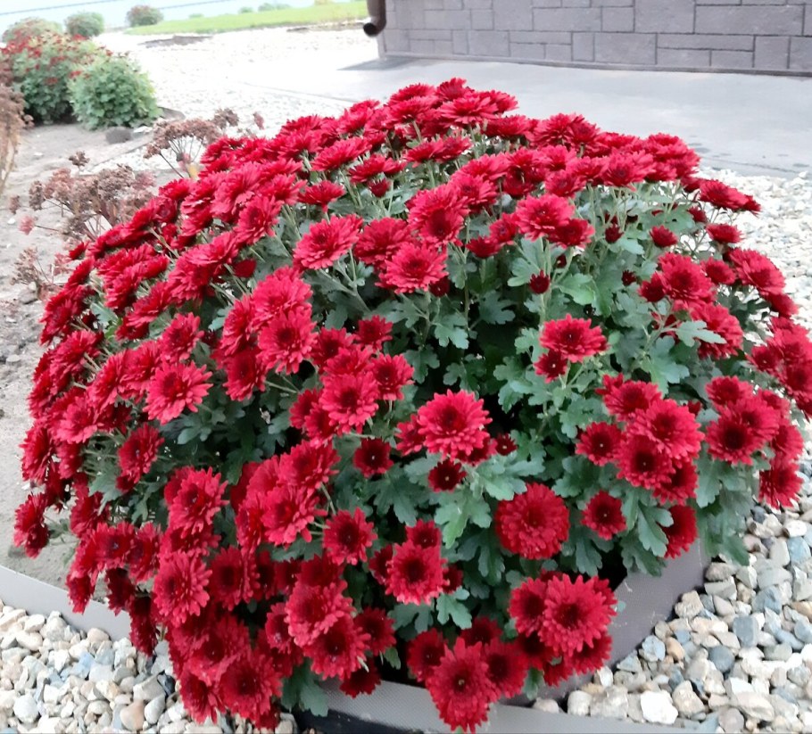 Хризантема мультифлора уранус ред