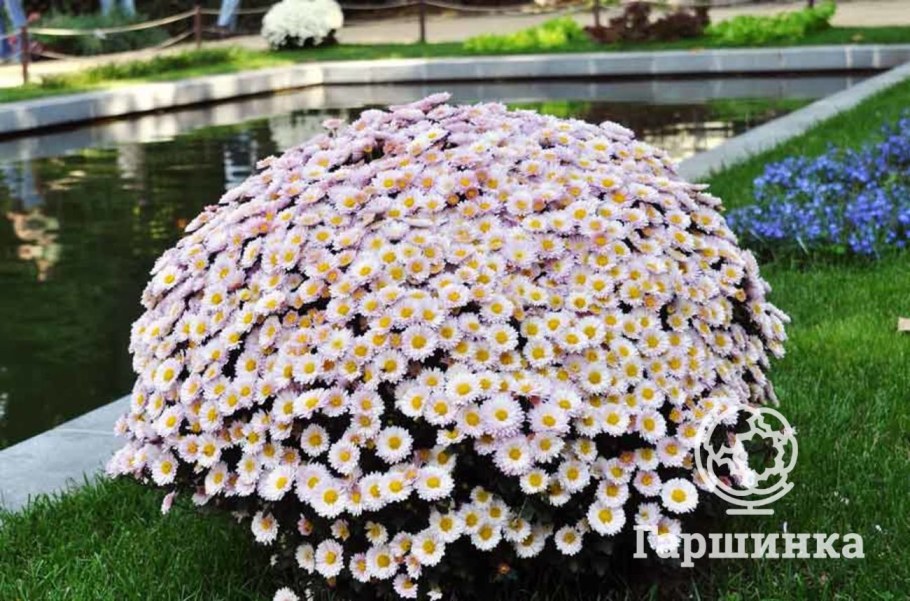 Хризантема мультифлора на клумбе