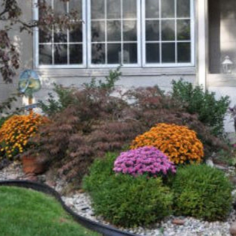 Хризантема мультифлора шаровидная клумба