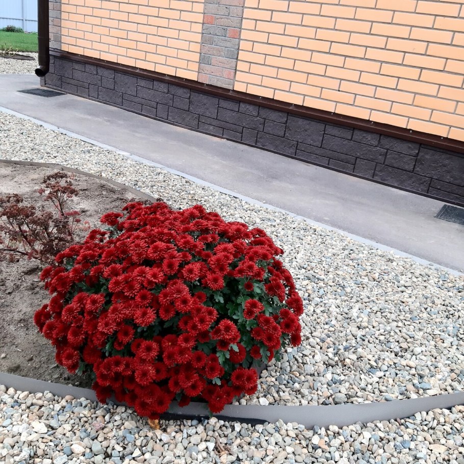 Хризантема мультифлора на клумбе