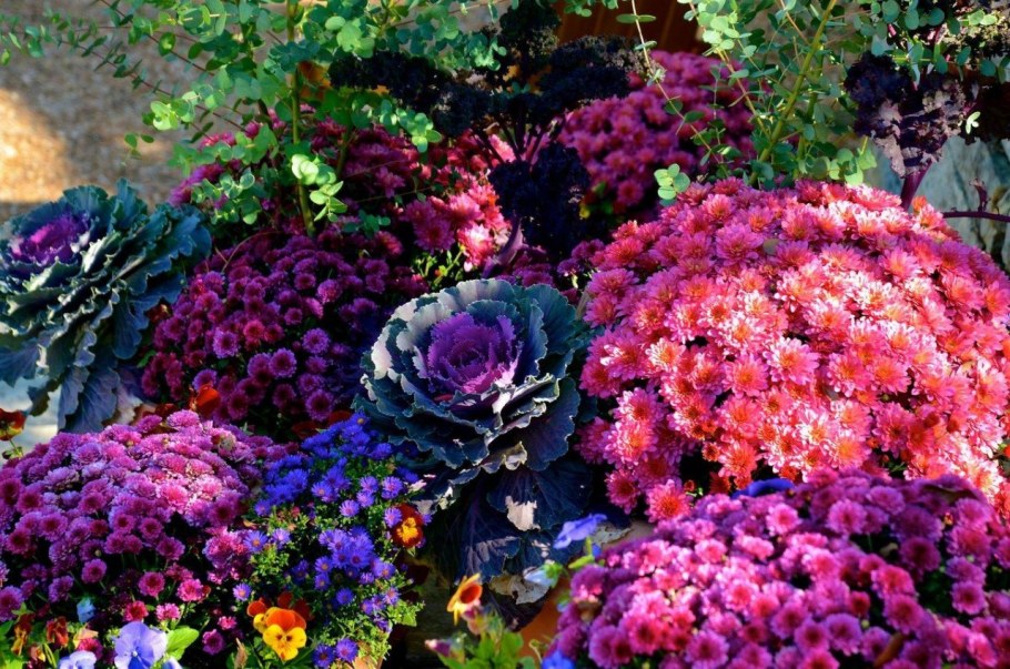 Хризантема мультифлора Мишель